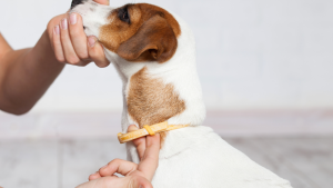 Dog with flea collar